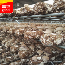 2014 shiitake champignons spawn